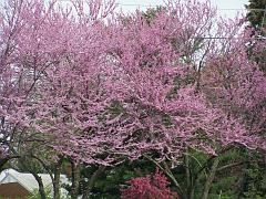 flowers09a (87)